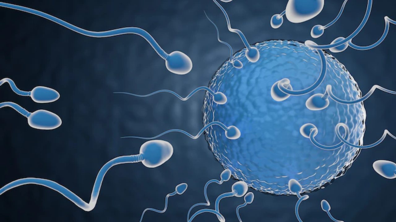 IVF Centres in Thane | How To Improve The Quality Of Egg For IVF Naturally?